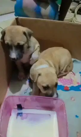 Jual Anak Anjing