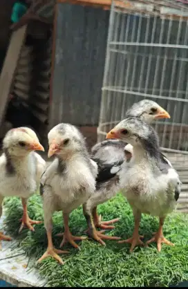 Anakan Ayam Ekor Lidi