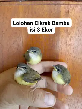 Anakan Burung Cikrak Bambu isi 3 Ekor