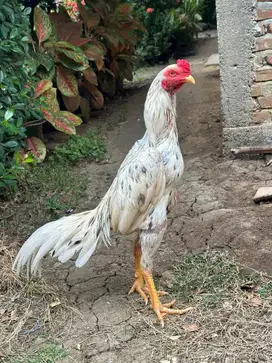 Ayam bangkok klasik