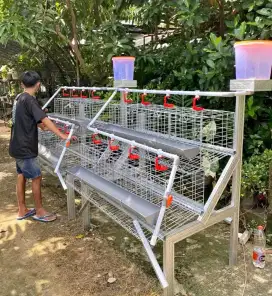 Paket ternak ayam petelur