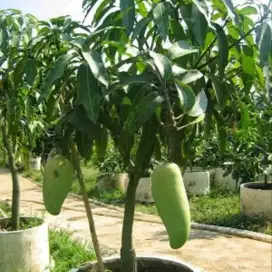 Jual Pohon Mangga Golek Madu Jumbo/India Tinggi Pohon 1Meter Dtang Aja