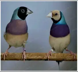 Burung Gould Amadine Blue