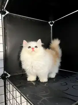 Munchkin Longhair Gembul