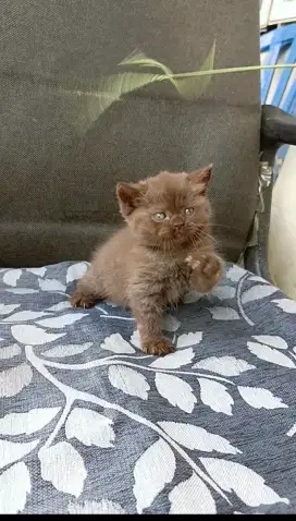 Bsh cinnamon female