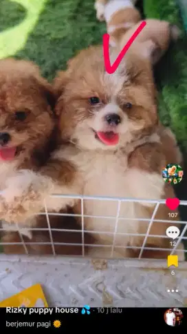Poodle pure mix Shitzu pure 2 betina 3 jantan