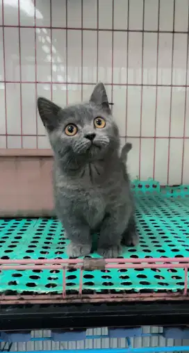 Munchkin British Shorthair/BSH