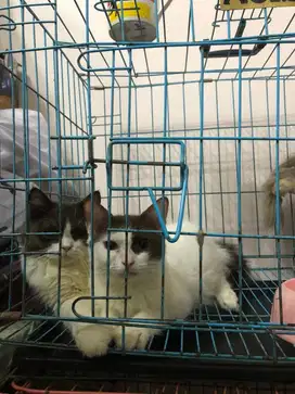 kucing persia medium