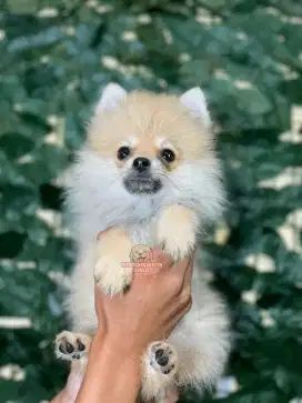 Super Mini Pom (Jantan)
