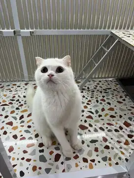 Kucing Scottish