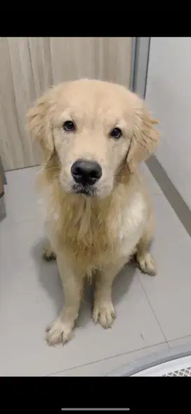 Golden retriever