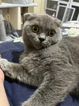 Kucing Scottish