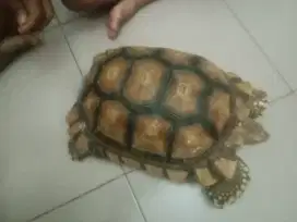 Sulcata Bonus Pelet