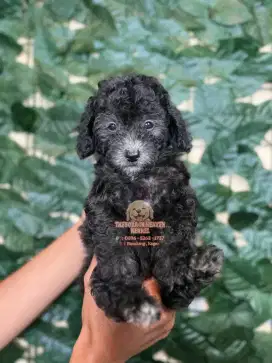Poodle (Silver) Jantan