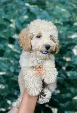 Toy Poodle (betina) Red Apricot