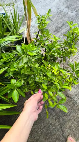 Jeruk kasturi jual berikut t dengan pot tebal elegan