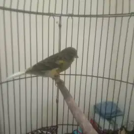 Jual Kenari af fulset
