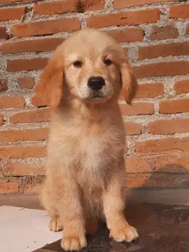Golden Retriever Jantan Non Stamboom