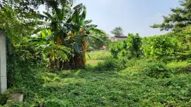 Dicari Pembisnis Berkebun Mangga Kiojay Madu Thailand tinggal Memagar