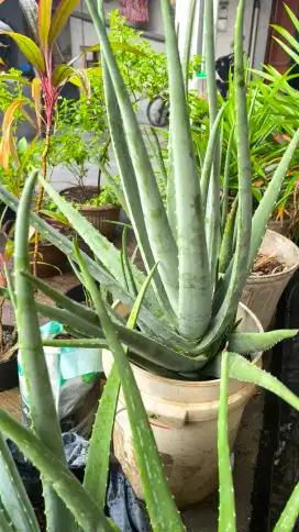 Lidah buaya berikut dengan pupuk dan pot ember besar