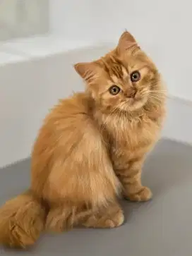 Kucing Persia Longhair - Ganteng, Kalem, dan Pintar!