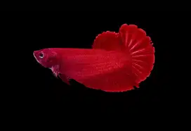 ikan cupang betina Giant Super Red