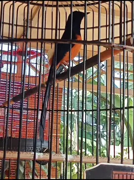 Burung murai gacor dor.. materi