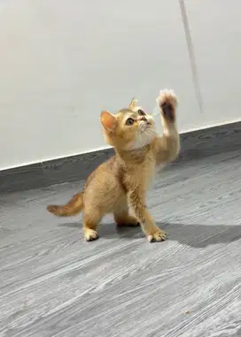 Kucing Brtish Short Hair golden Munckin NS