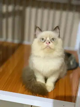 ragdol jantan 3 bulan