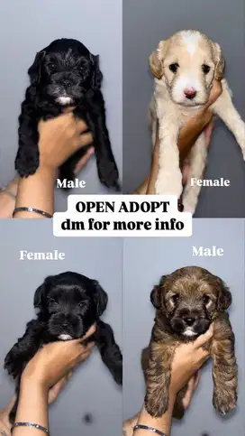 Anak Anjing Poodle x Maltese 1 Bulan