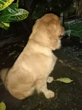 Adopsi anjing golden ras asli