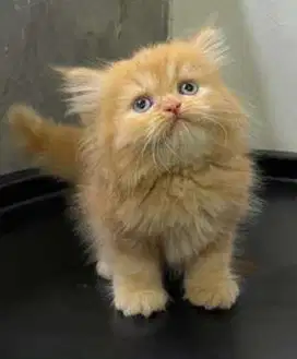 Kucing Oyen Persia Mix BSH