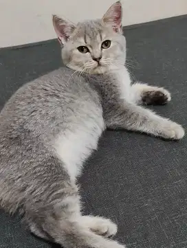 BSH bluegolden female line Ped