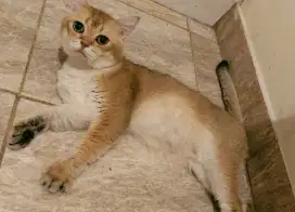 BSH bluegolden female line Ped