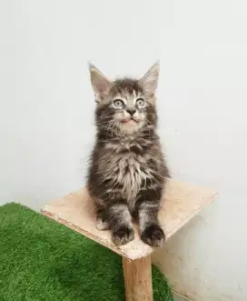 Kitten MaineCoon Betina pure No mix. Induk ped Cfa Maine Coon
