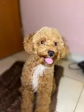 Anjing Poodle 7 bulan