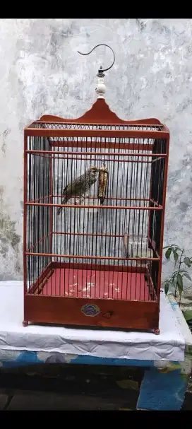 Cucak rowo body bige