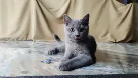 ADOPSI 1 EKOR BABY KUCING BSH JANTAN 4 BULAN