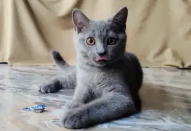 ADOPSI 1 EKOR BABY KUCING BSH JANTAN 4 BULAN