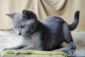 ADOPSI 1 EKOR BABY KUCING BSH JANTAN 4 BULAN