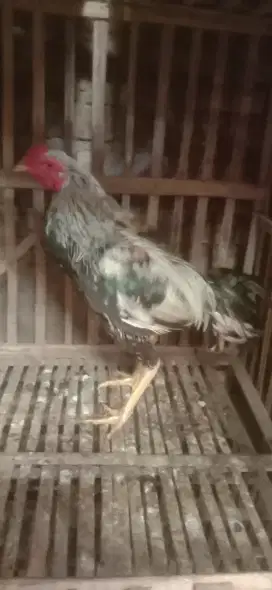Ayam Pama win 3 x mantap jos vidio ok Monggo. Murah speed pukul saraf