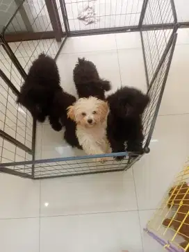 Open Adopt Free Poodle Black