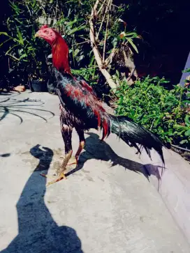 Ayam pakhoy speed ada pukul ko win 2 x jos bagus ada minusnya