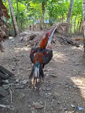 Ayam hias ekor lidi