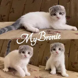 Kucing scottish fold blue van