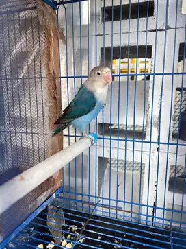 Lovebird Betina