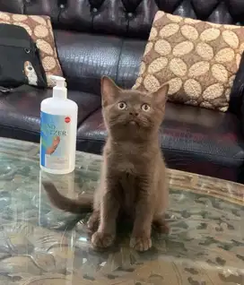 Kucing bsh / british short hair