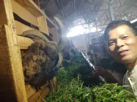 Pekerja, multitalenta, pengalaman