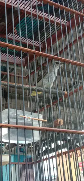 Burung trucuk/karuang