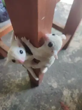 Sugar glider joey